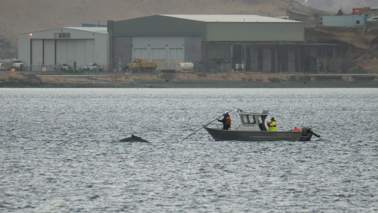 A humpback whale is free after days-long entanglement in Unalaska’s Iliuliuk Bay