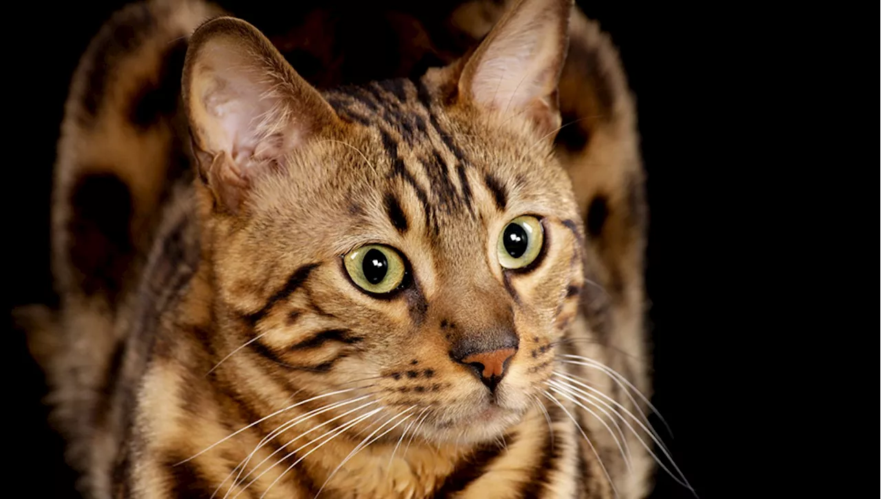 Quanto sono selvaggi i gatti del Bengala?