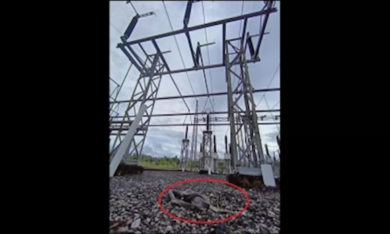 Sarawak Energy: Sibu power outage caused by seven-foot-long snake intrusion at Oya substation