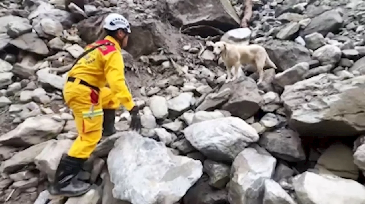 Taiwan’s search dogs win hearts in search for quake victims