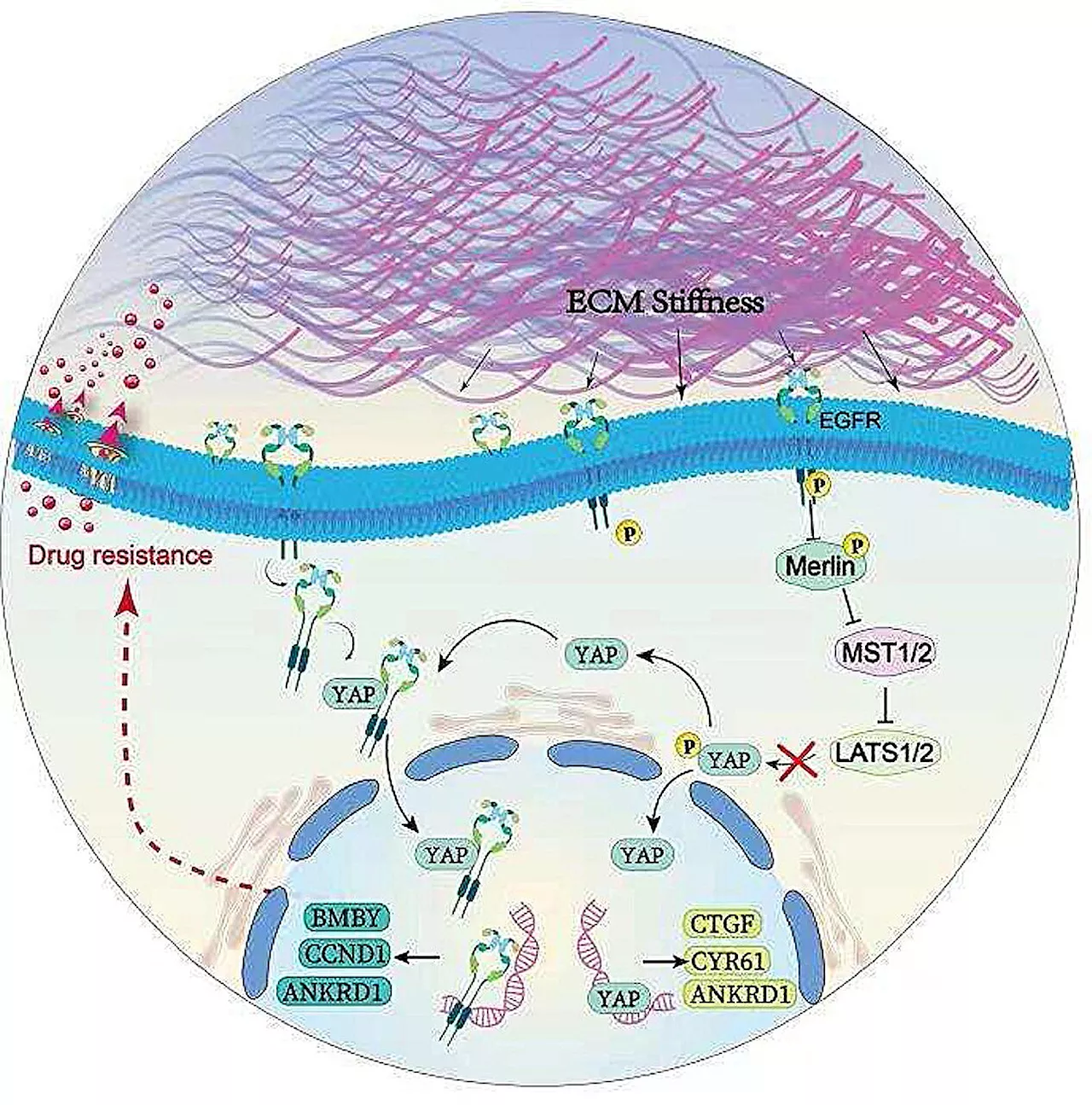 Extracellular cell matrix stiffness may induce drug resistance of breast cancer cells
