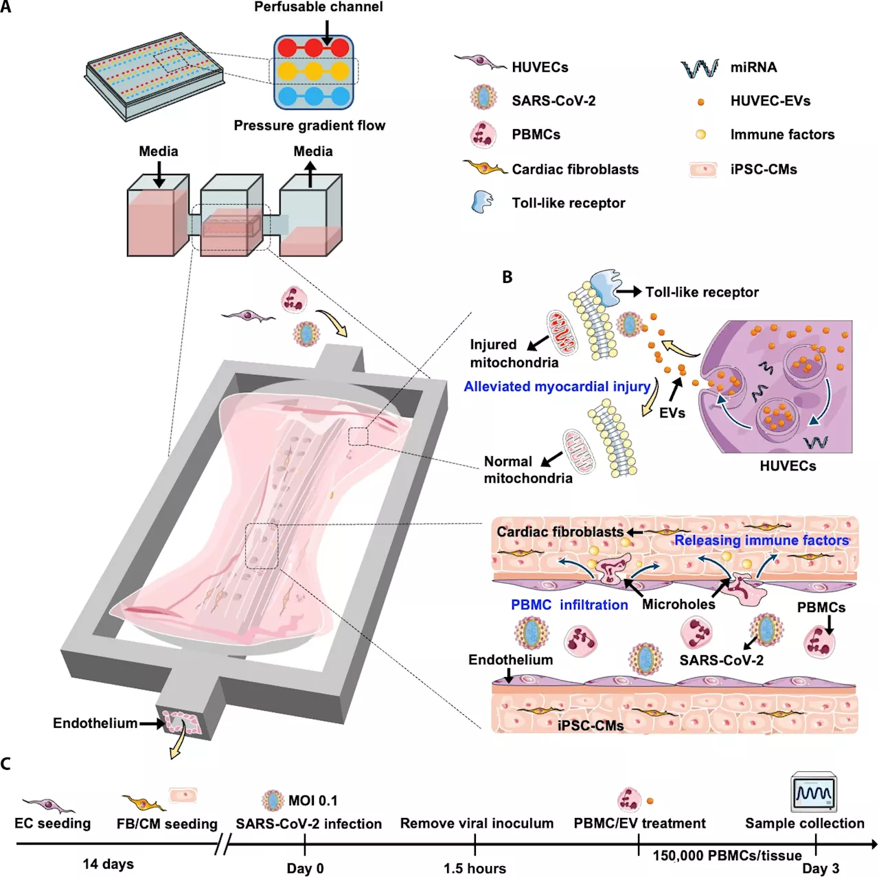 Heart-on-a-chip model used to glean insights into COVID-19-induced heart inflammation