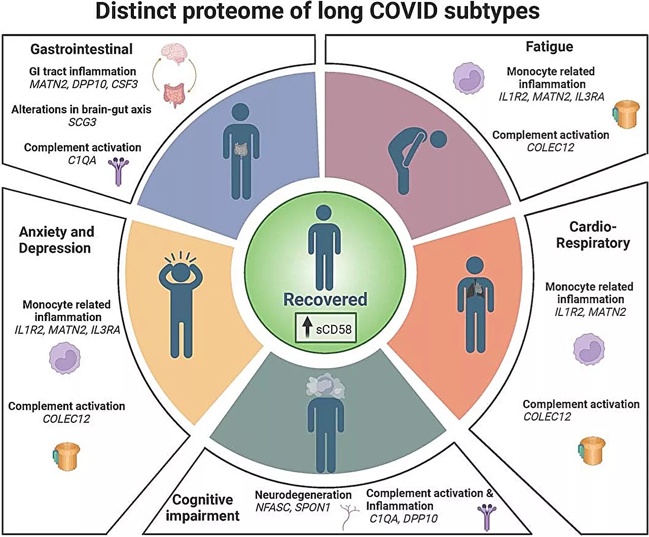 Long COVID leaves telltale traces in the blood, finds new study