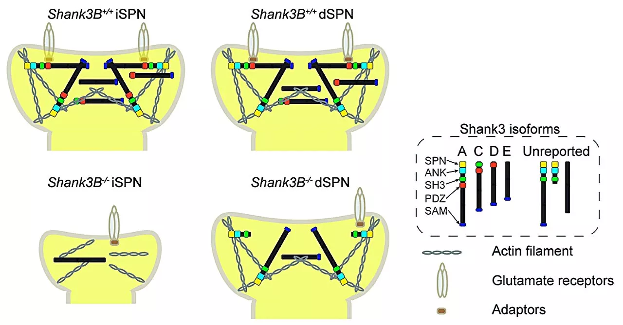 Researchers develop method to measure protein expression in neurons