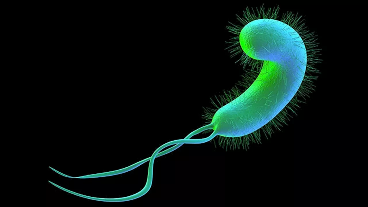 Eliminating H pylori Lowers CRC Incidence, Mortality Risk