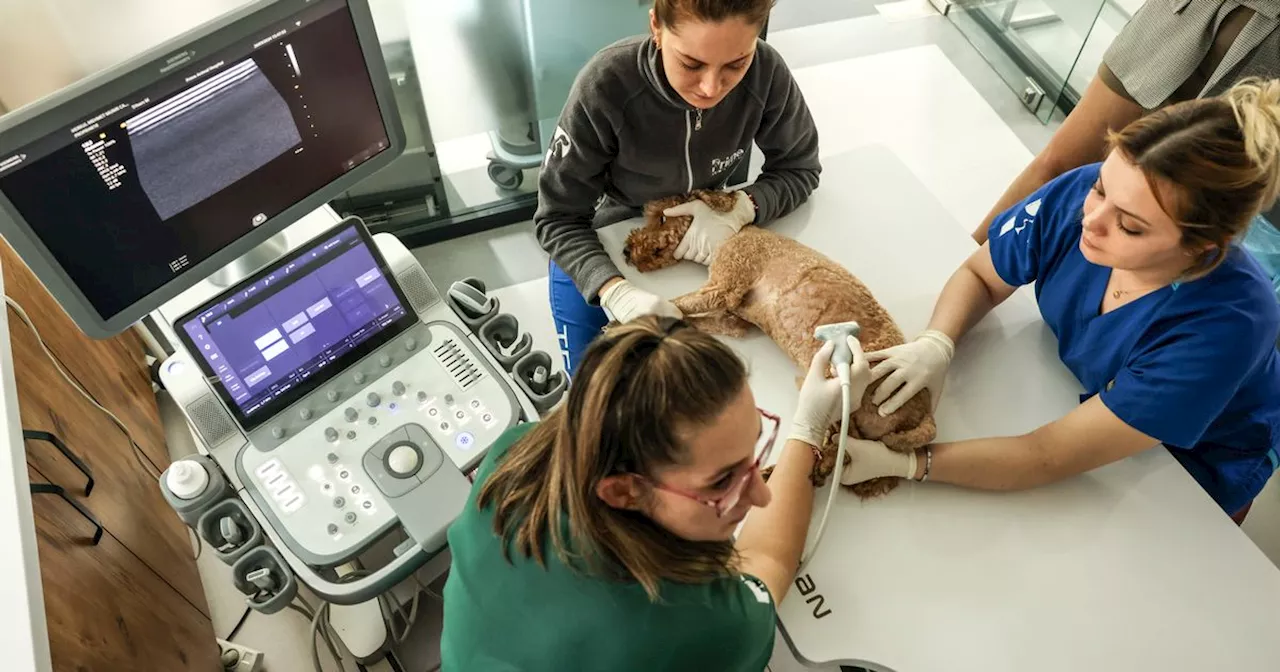 Rise of Vet Tourism in Turkey: Affordable Care Packages Attract UK Pet Owners