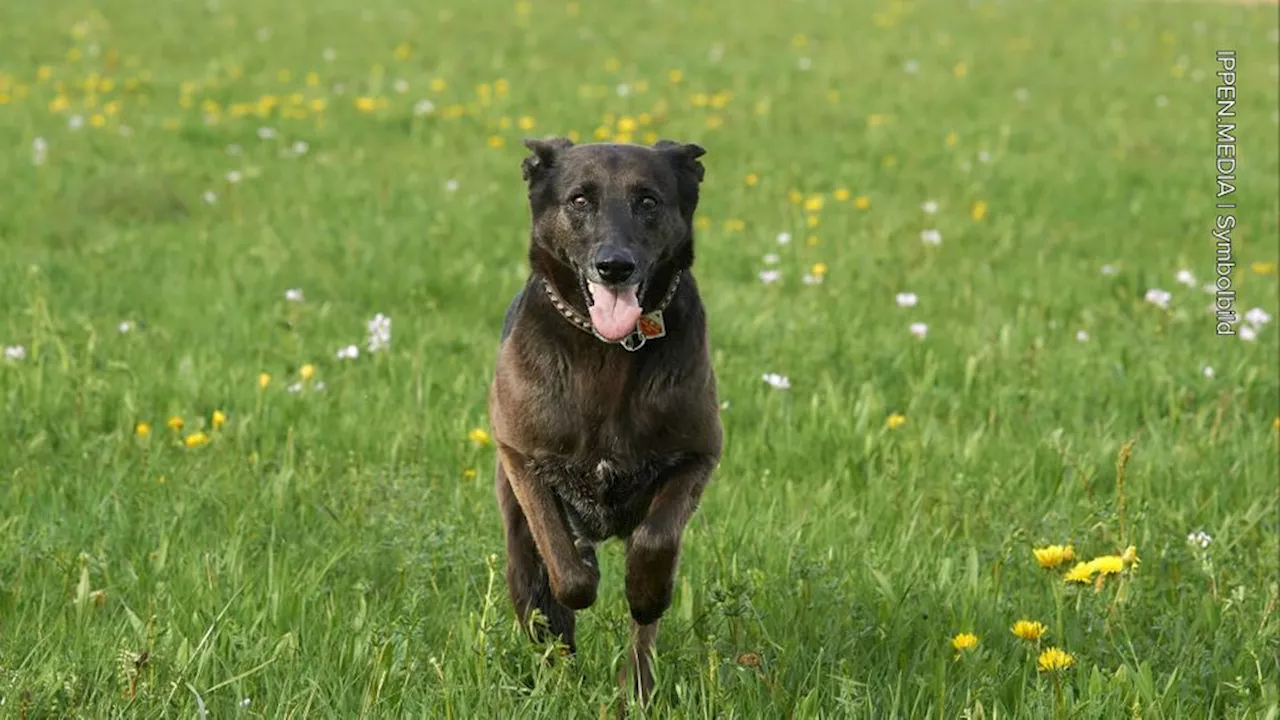 Frauchen versagt: Hund liebt Wasser und kommt nicht aus dem Pool