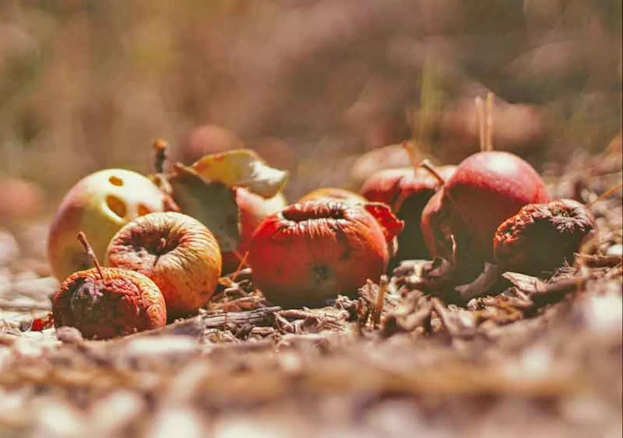 World squanders over 1 billion meals a day