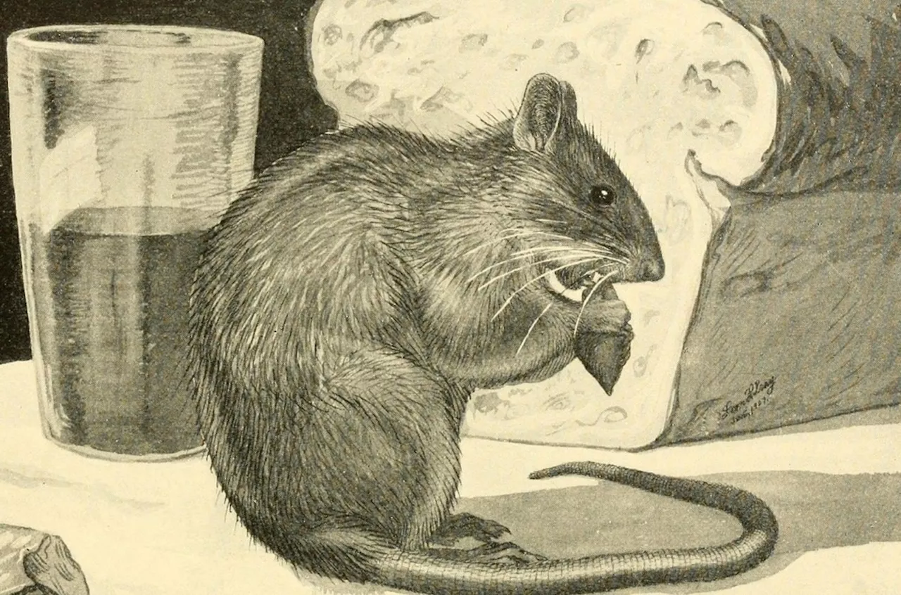 Insect poetry, conquering rats, and more stories you might have missed this week