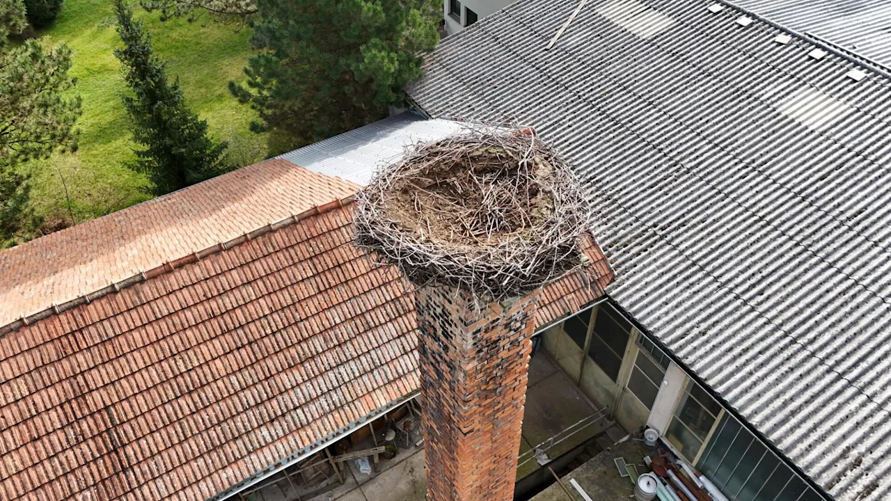 Frühjahrsputz von Seebensteiner Storchennest erfolgreich