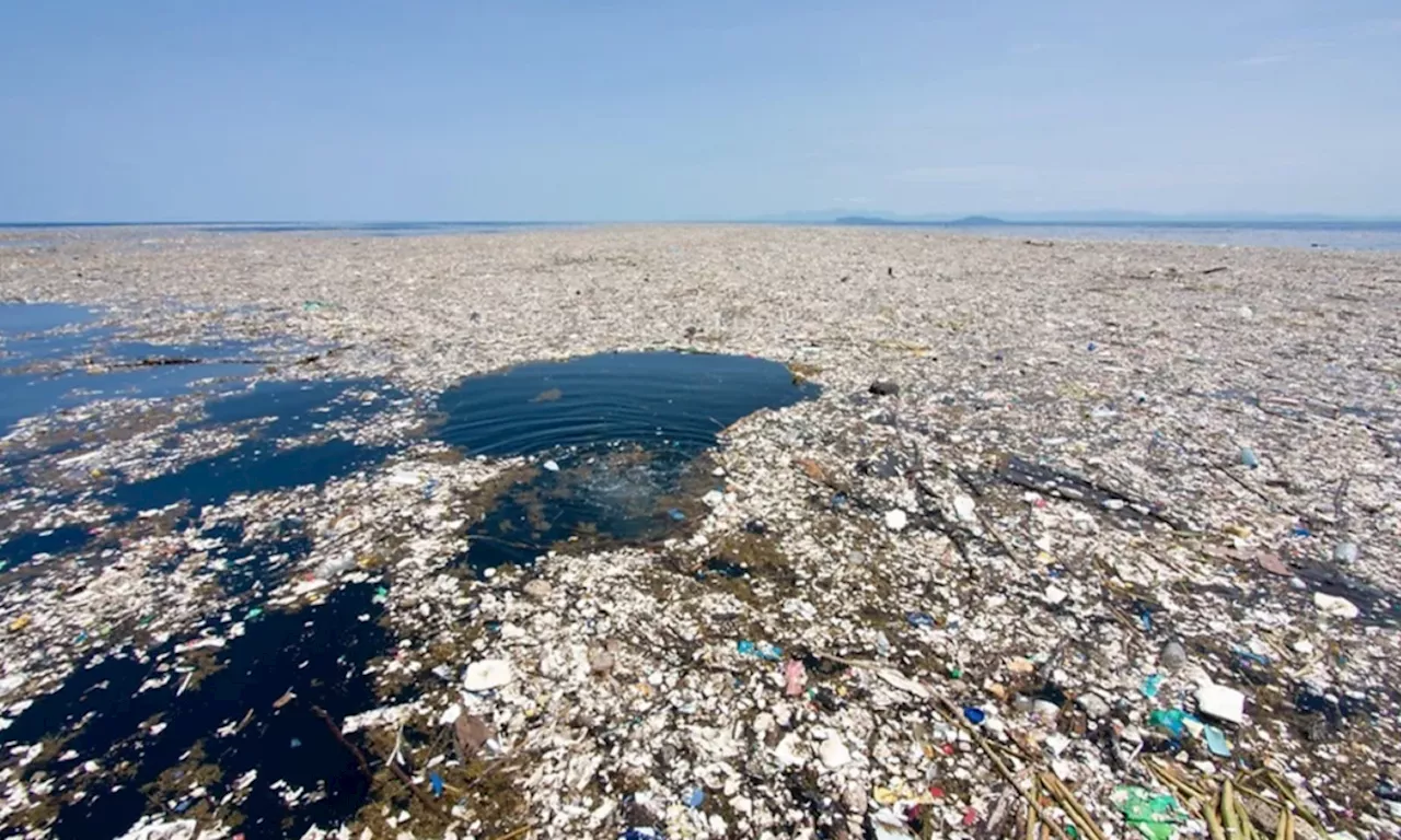 Projeto Ilhas do Rio pesquisa biodiversidade marinha nas ilhas da Zona Oeste do Rio de Janeiro