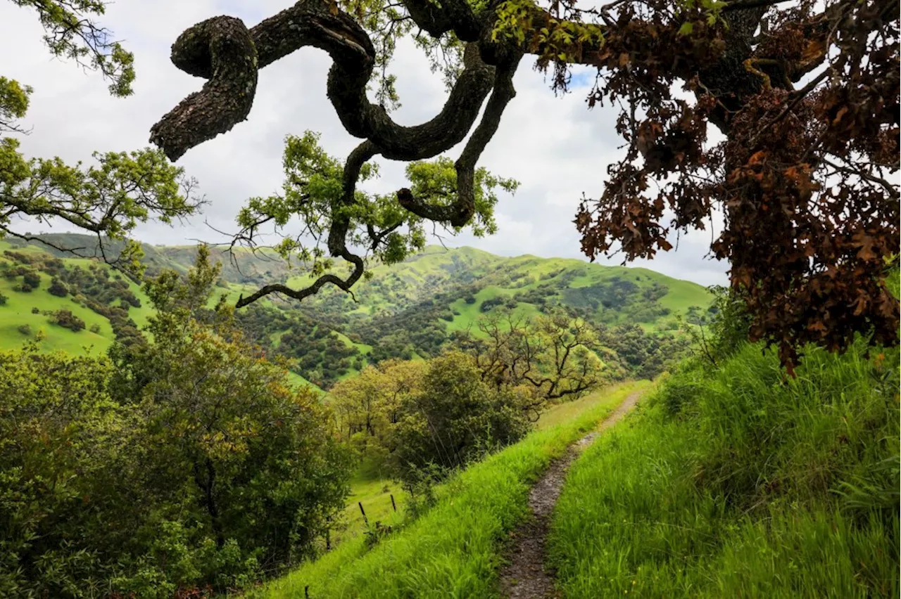 Exploring the Beauty of Ohlone Regional Wilderness