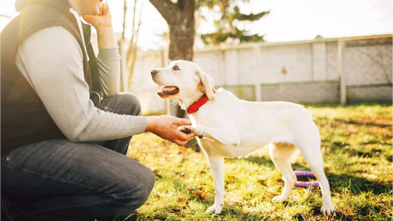 Un cane addestrato può migliorare la vita di un diabetico