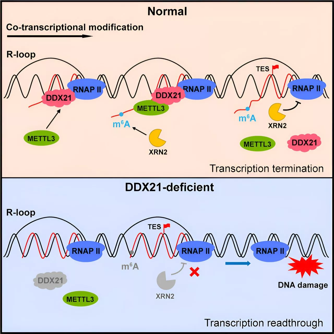 Researchers reveal mechanism behind most common mammalian mRNA modification