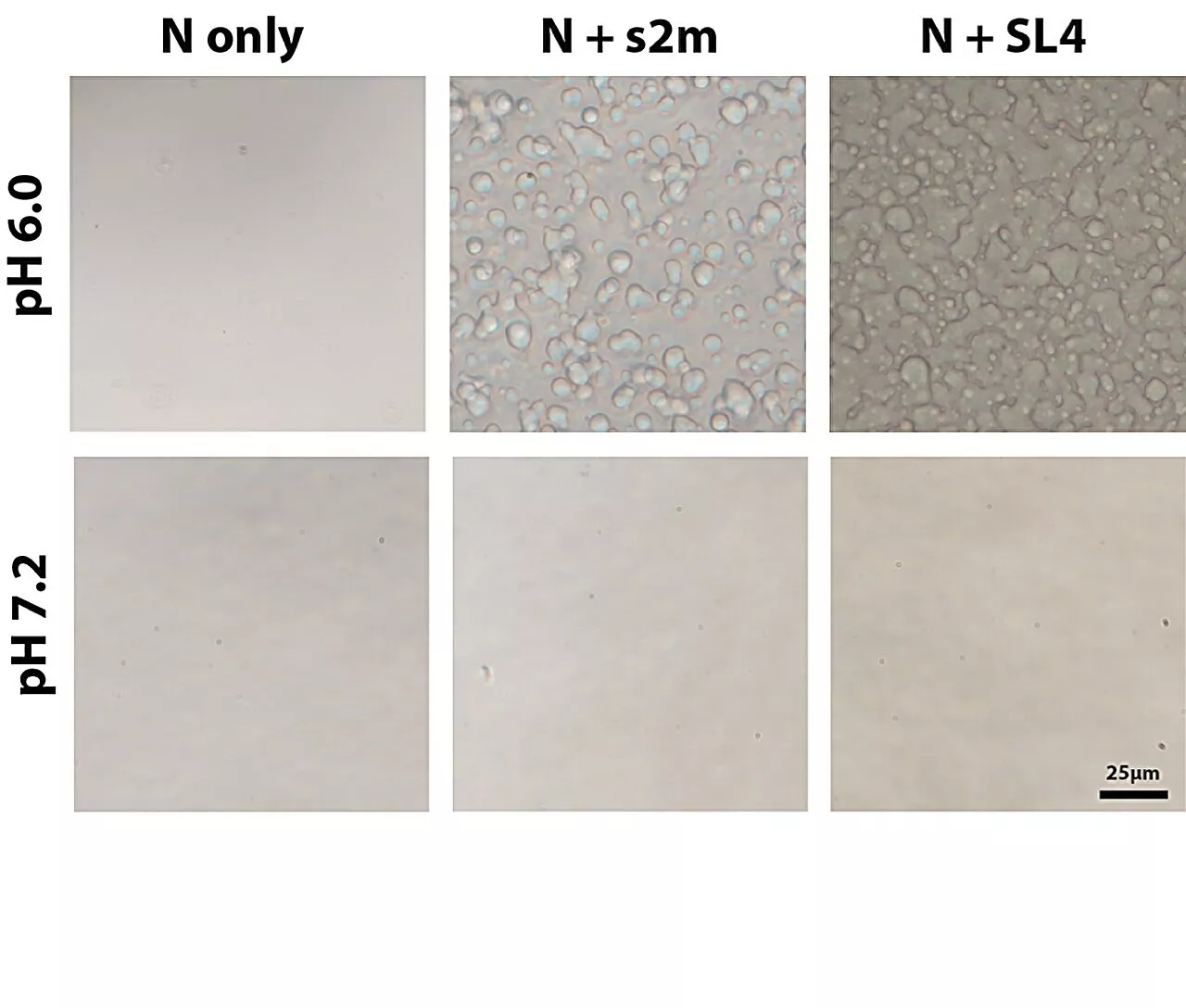 Scientists report the effect of buffer and pH on SARS-CoV-2 N protein phase separation