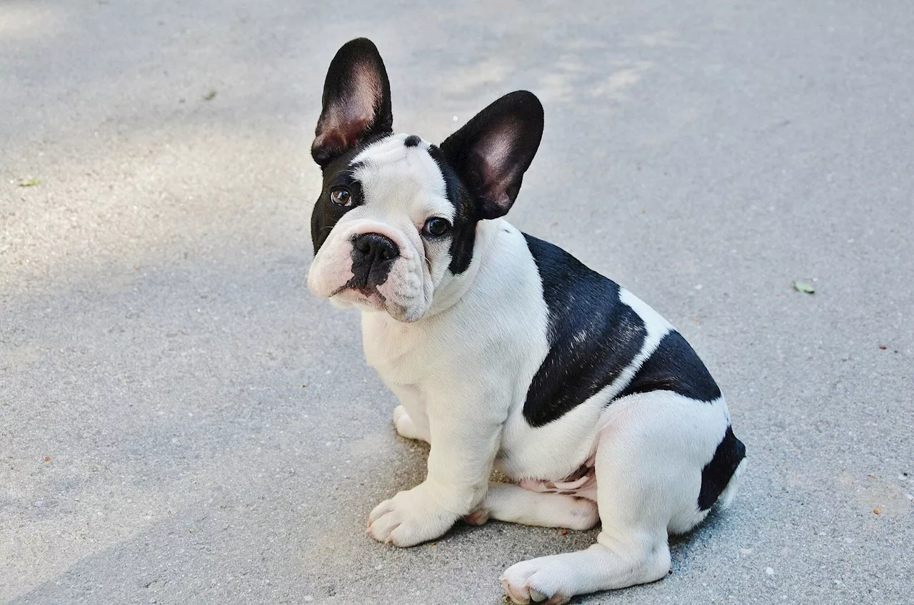 Should 'extreme breeding' of dachshunds and French bulldogs be banned?