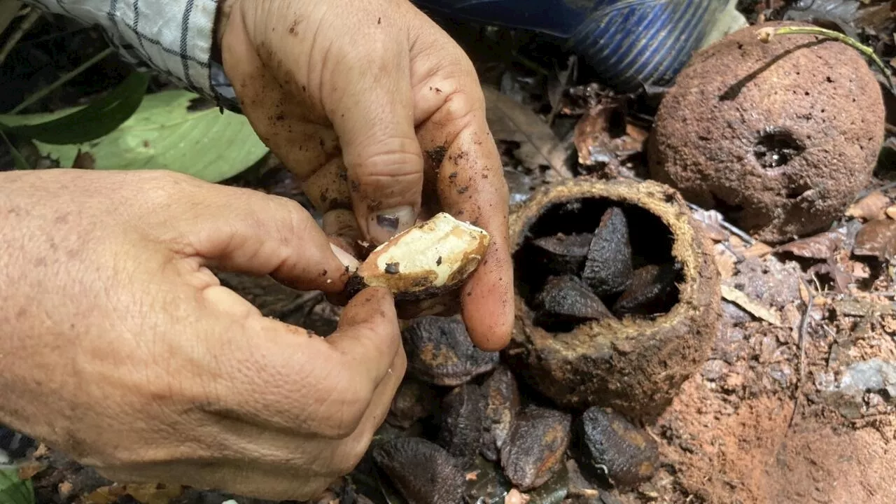 Pérou: les défis de la noix du Brésil pour préserver la forêt amazonienne