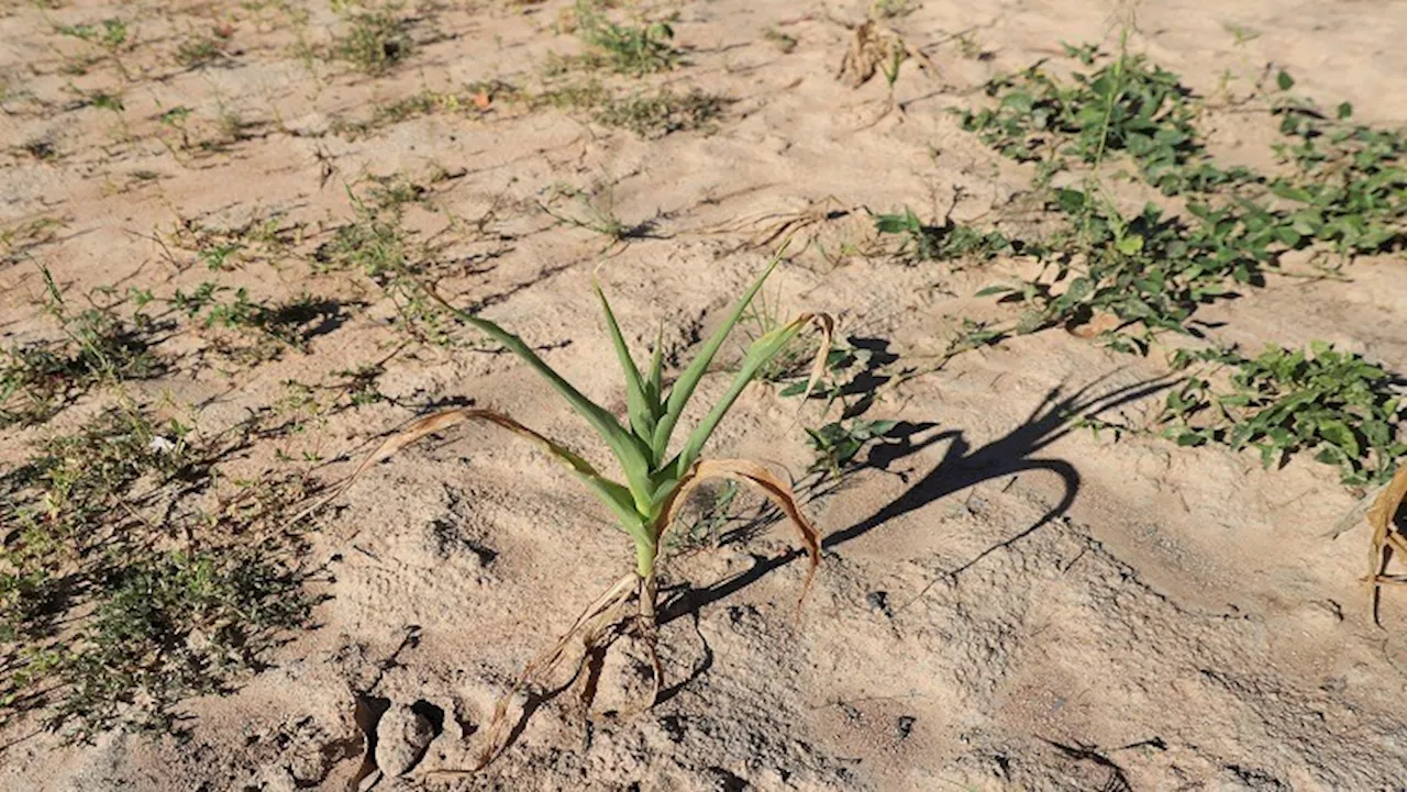 Southern Africa faces hunger as El Nino drought kills crops - SABC News - Breaking news, special reports,