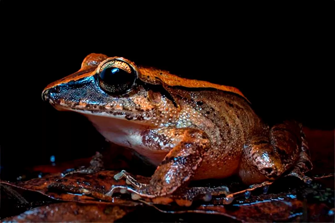 Silent Screams: Unlocking the Mysteries of Ultrasonic Communication in Frogs