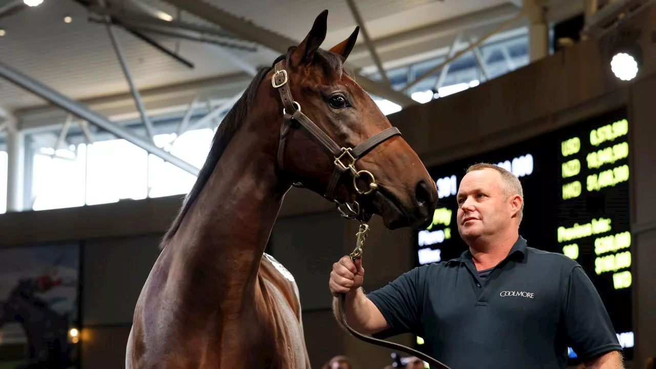 Winx foal smashes records with eye-watering sale price