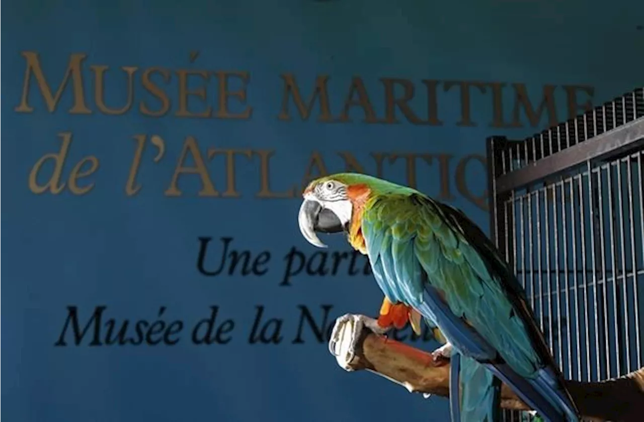 BEYOND LOCAL: Depressed since pandemic, parrot at Halifax museum being shipped to Ontario