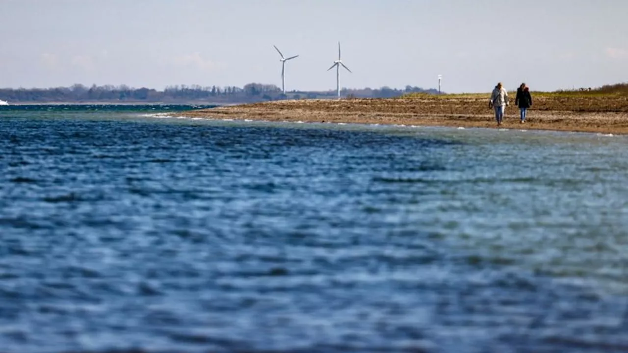 Flensburger Förde: Segellehrer filmt Buckelwal aus kurzer Entfernung