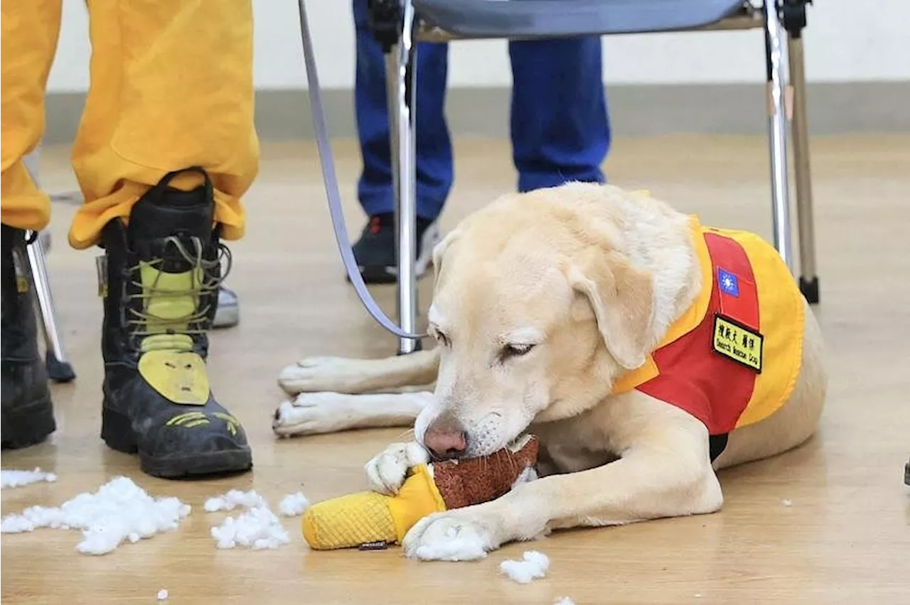 Former Drug-Sniffing Dog Becomes MVP of Taiwan Earthquake Rescue Teams