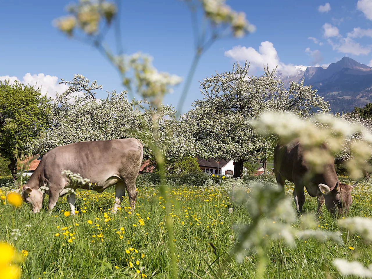 Temperaturen über 27 Grad an mehreren Orten in der Schweiz