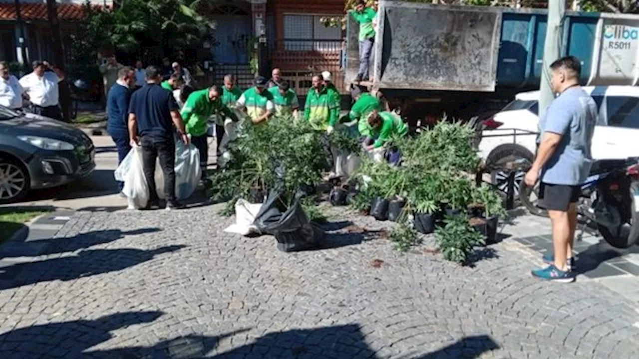 Amenazaron al intendente de San Isidro tras decomisar más de mil plantas de marihuana