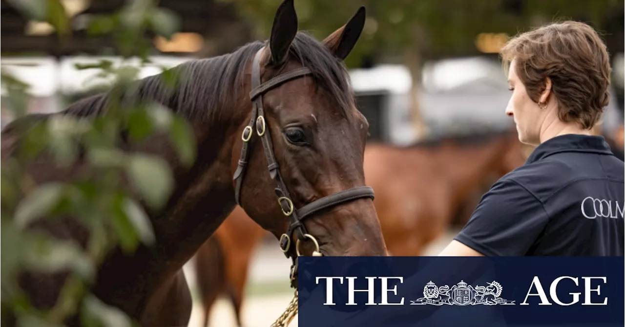 Winx filly sells for record $10 million