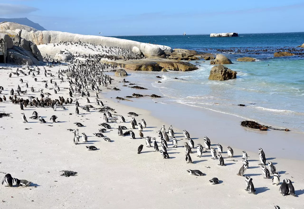 Cape Town beach named the second-best in the world