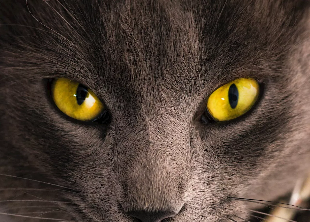 Redness and Puffiness: Signs of Eye Irritation or Infection in Cats