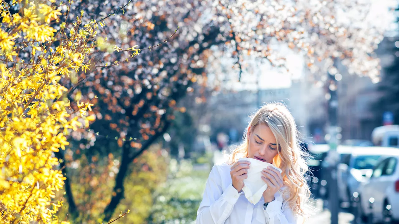 Watch your windows, polish your pets and start to spray – 8 top tips to tackle hayfever as early spring p...