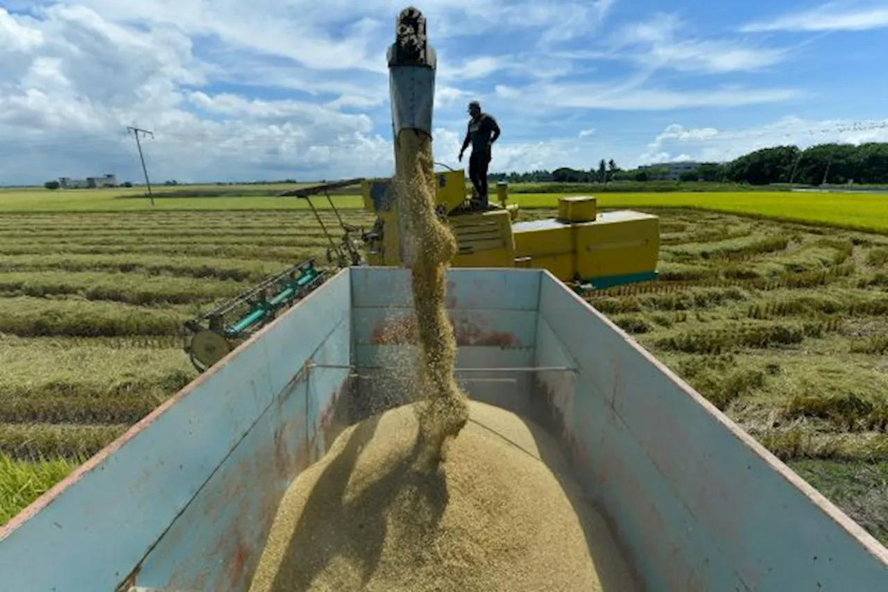 Limited Rice Purchases Cause Decline in Malay Rice Mills