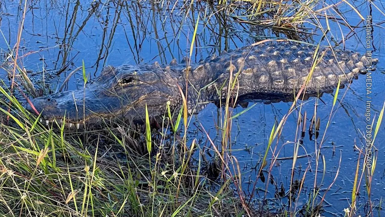 Tragisches Unglück bei Safari in Sambia: Frau stirbt nach Elefantenangriff