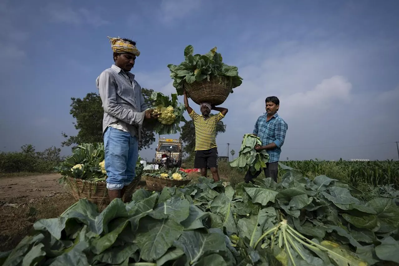 Indian Farmer Uses Cow Urine to Protect Crops from Extreme Weather