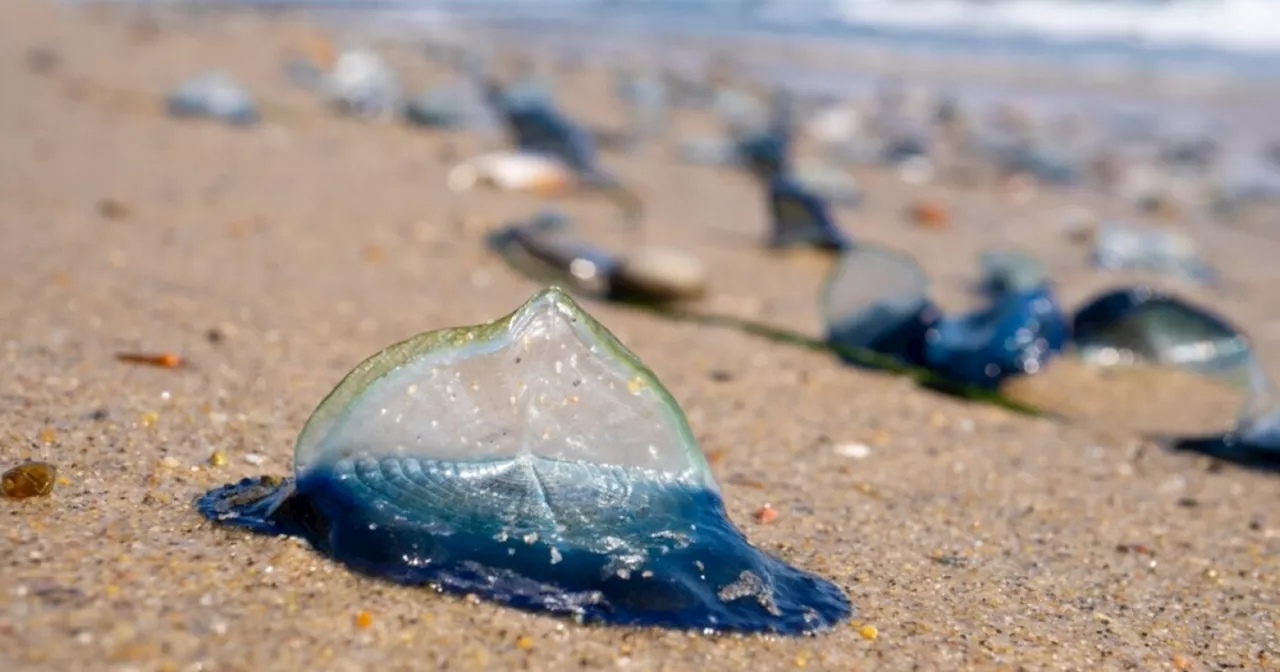 'Blue blob' creatures once again washing up on California's shore