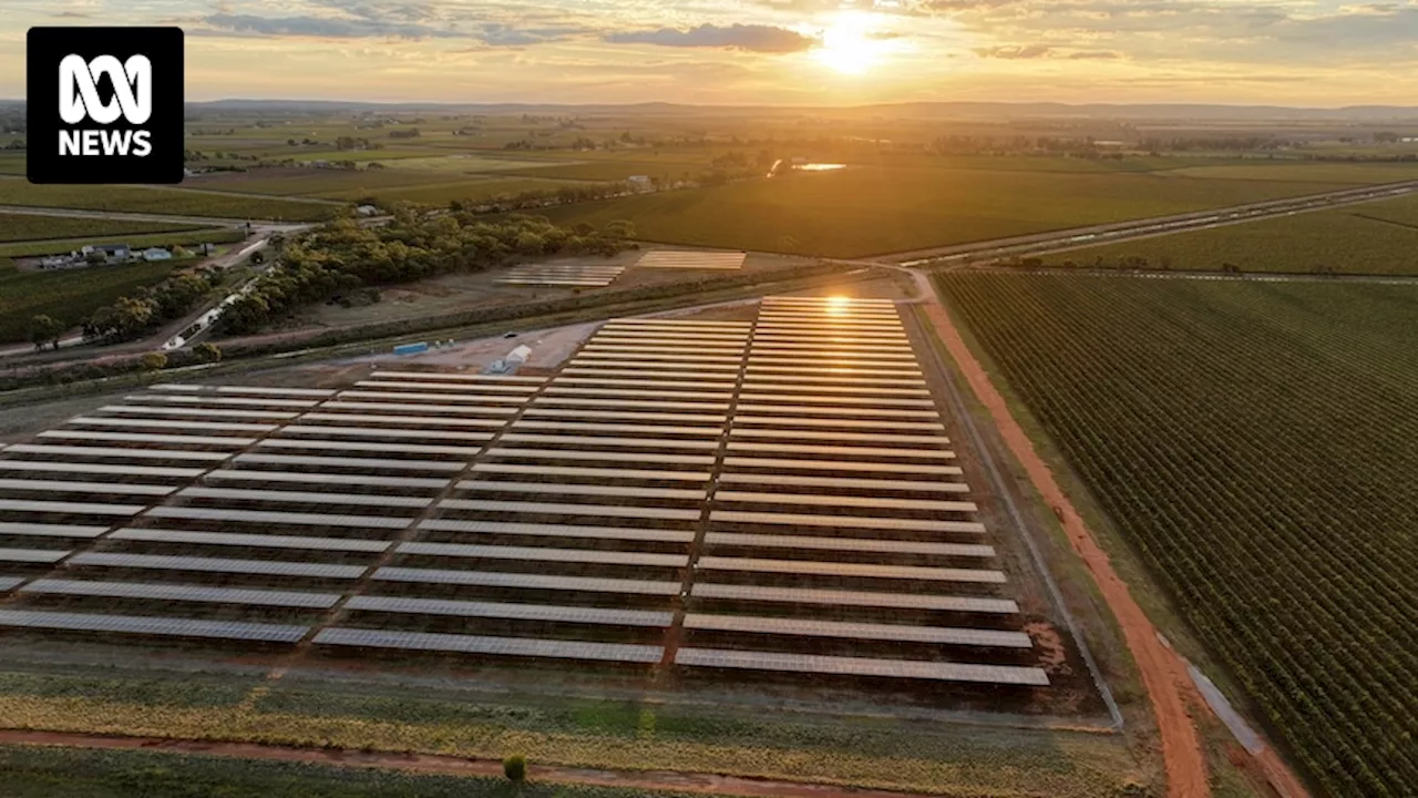 NSW Winery Switches on 11-Gigawatt Solar Farm to Become Carbon Neutral