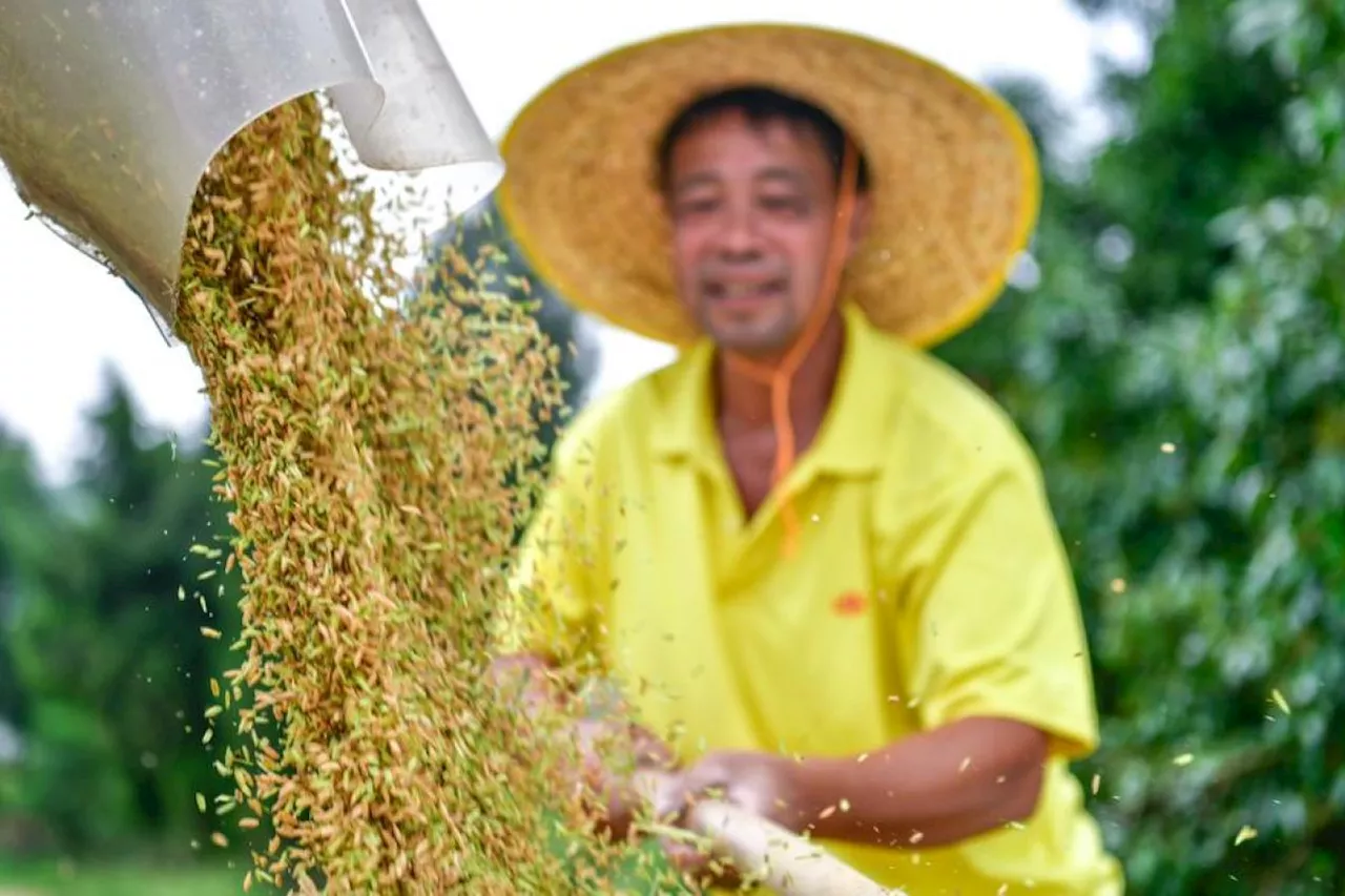 China luncurkan rencana aksi untuk tingkatkan output biji-bijian