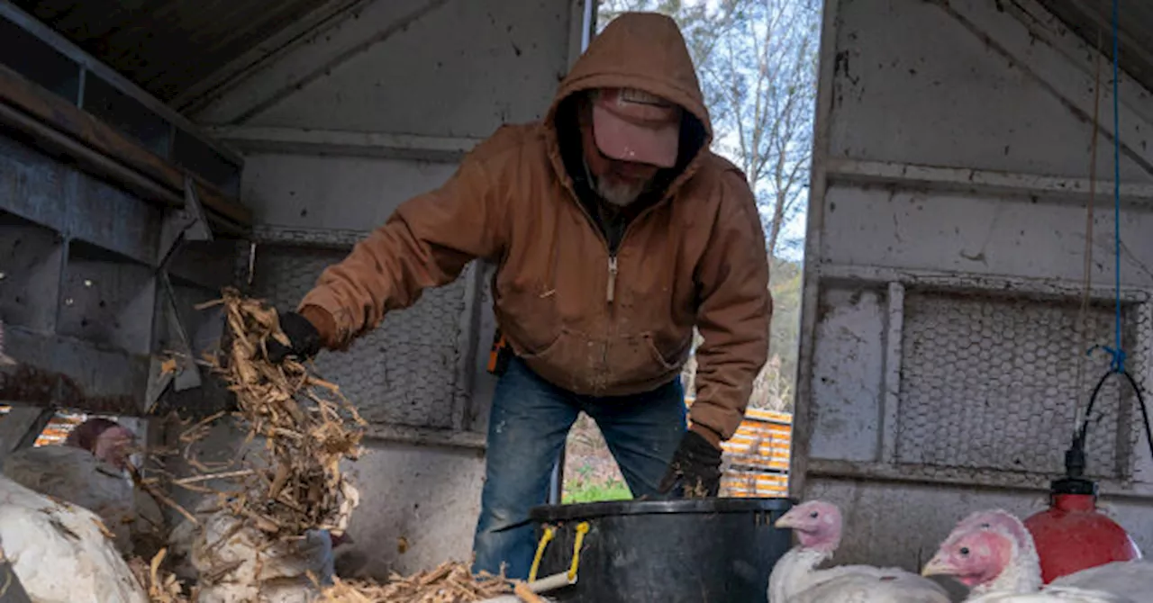 CDC Warns of Surge in Bird Flu Cases in Humans