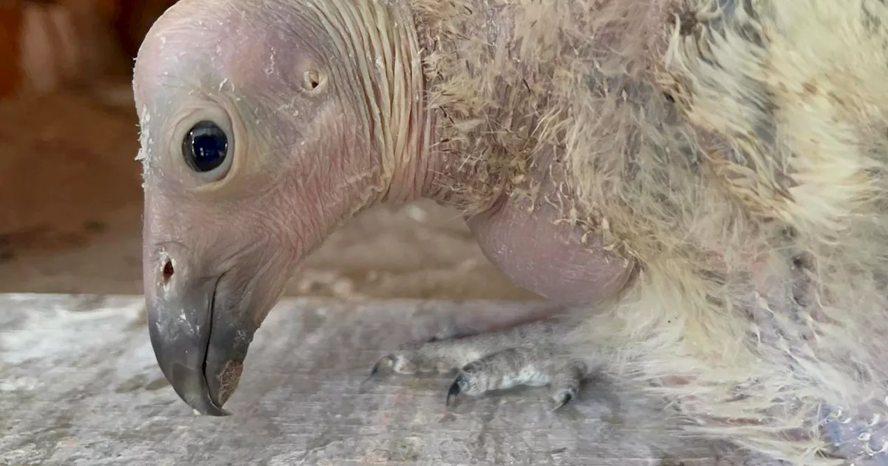 5 critically endangered California condors born at LA Zoo