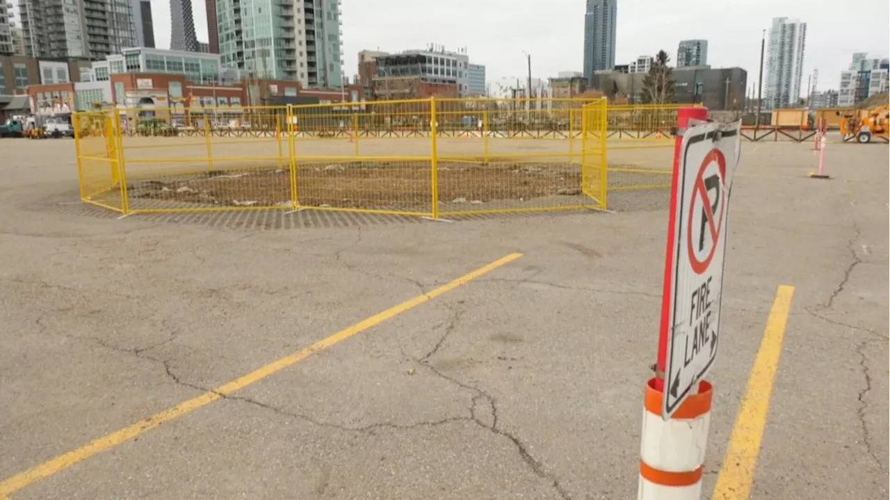 Historic Elm Tree Cut Down at Calgary Stampede Grounds