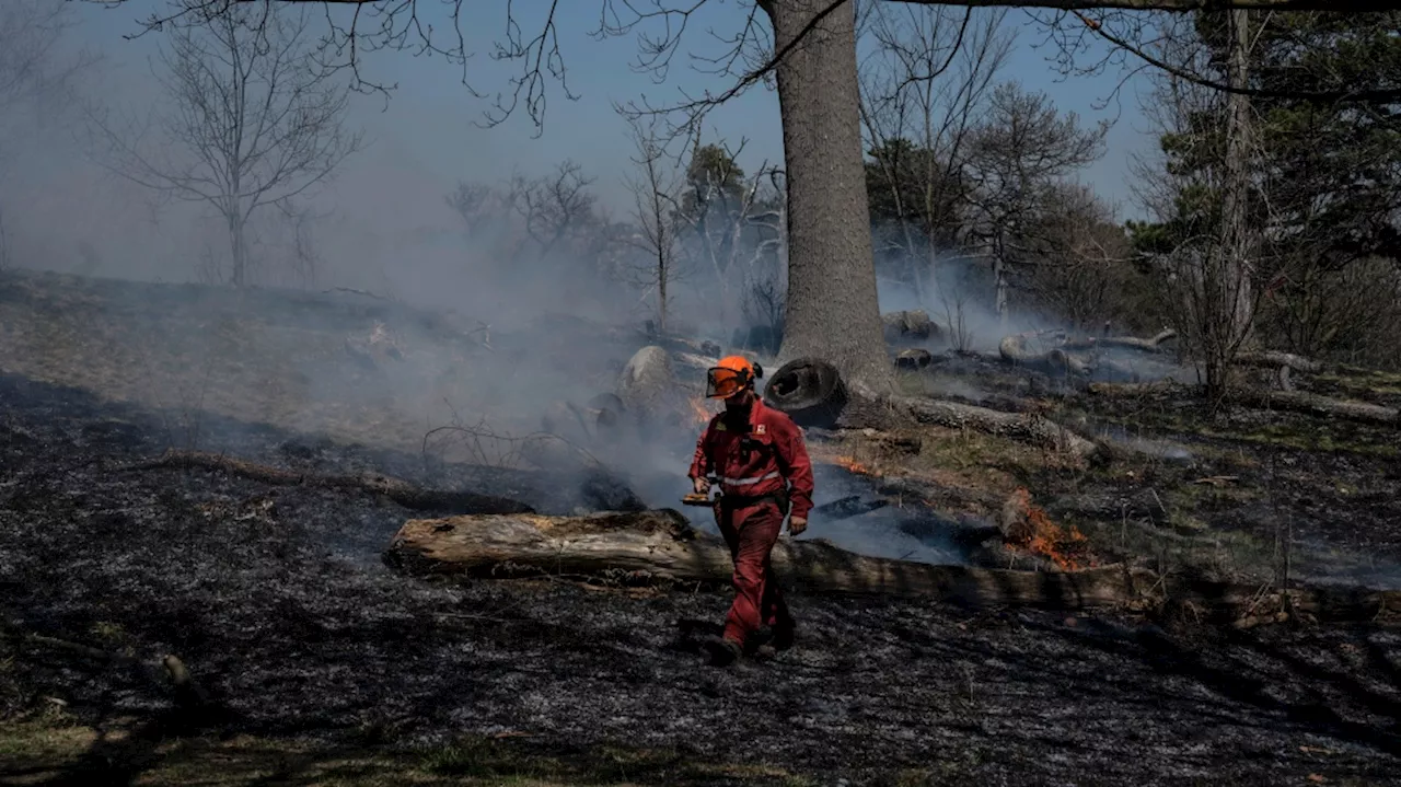 Here's why you may smell smoke near Toronto's High Park today