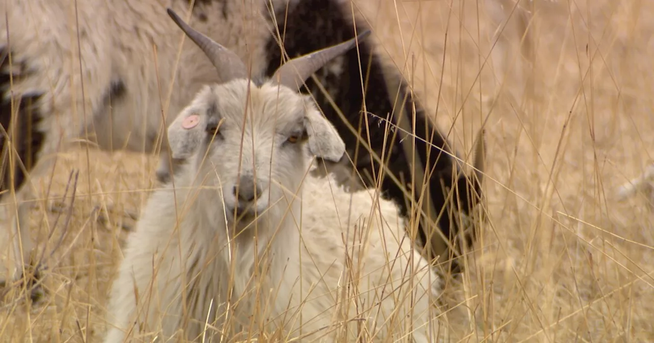 Goats return to Bear Creek Park as four-legged fire mitigators