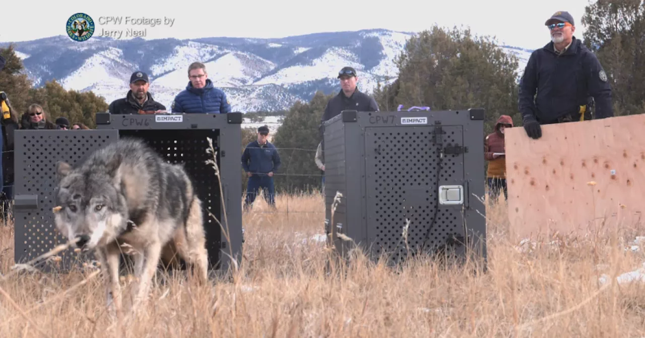 Wolf Depredation Incident Confirmed in Northern Colorado