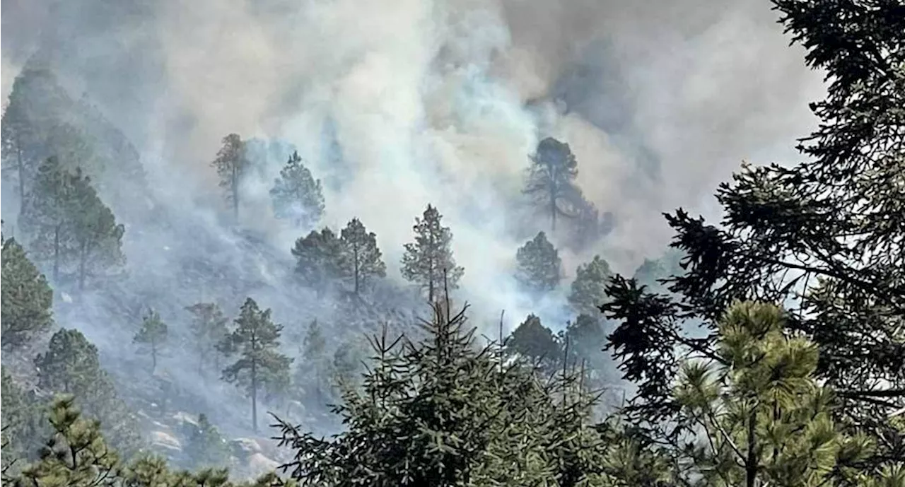 Recorte a presupuesto de Conafor afecta capacidad para atender incendios forestales en el país: Coparmex