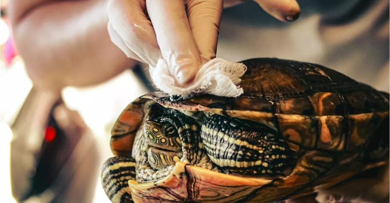 El Área Metropolitana recibe 41 reportes diarios de alertas de emergencias con fauna silvestre