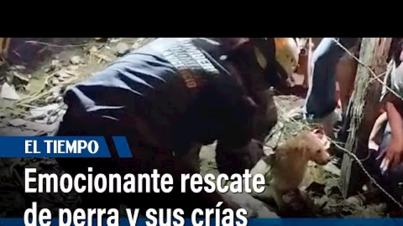 Emocionante rescate de perra y sus crías de un tubo de desagüe en lote de Villavicencio