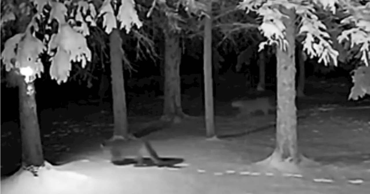 Family of cougars caught on camera at Alberta cabin