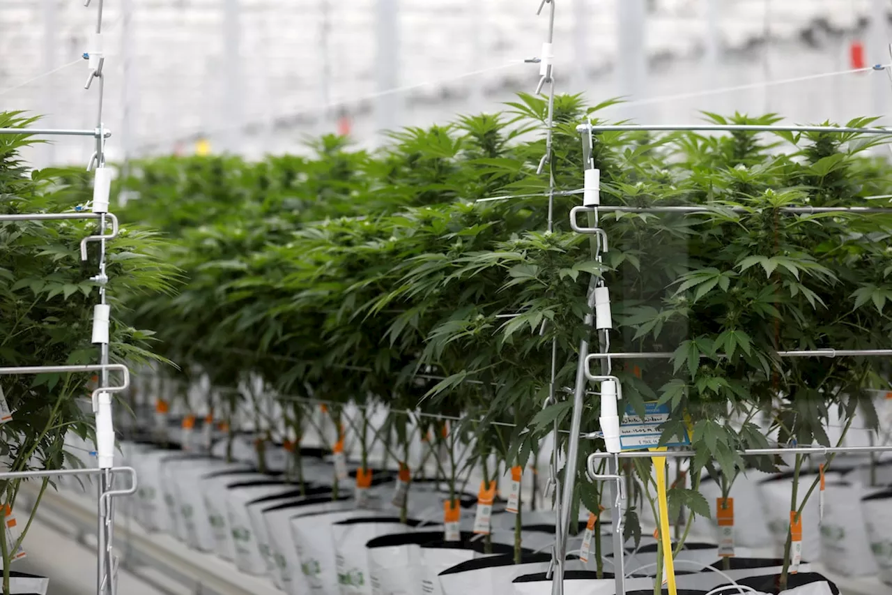 Cannabis firm Tilray reports US$105-million third-quarter loss, net revenue up nearly 30%